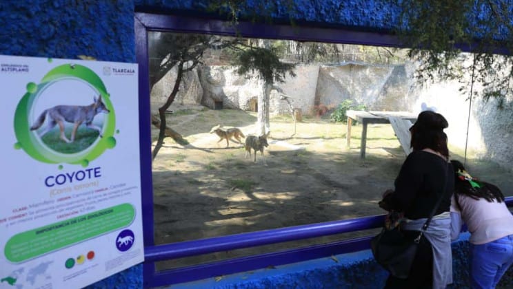 DESARROLLA EL ZOOLÓGICO DEL ALTIPLANO PROGRAMA “ANIMALES EMBAJADORES”