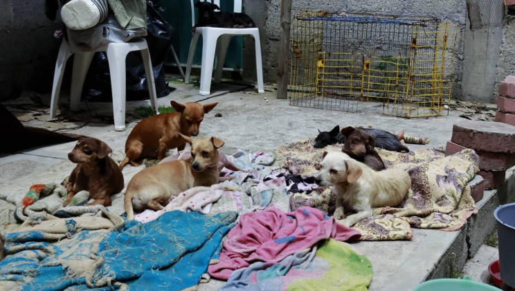 COORDINACIÓN DE BIENESTAR ANIMAL REUBICA Y BRINDA ASISTENCIA VETERINARIA A 19 PERROS